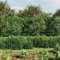 Verderoom Maschendrahtzaun 200 cm höhe Maschendrahtzaun komplettset 1.6 x 25m Gartenzaun für Grundstück Garten und Tiergehege-Grün-2 x 25 m