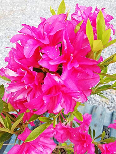 Azalea Rosa 20 piante (foto reali)