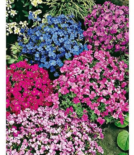 200 Graine Graines - Aubretia Rock Cress - Mélange de 4 Couleurs - Attire pollinisateurs - Fleur Plante Jardin Vivace Rampante - 246