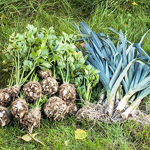 Leek Seeds - Giant Musselburgh - 0.25 Oz ~2750 Seeds - Allium porrum - Farm & Garden Vegetable Gardening & Microgreens Seed - Non-GMO, Heirloom, Open Pollinated, Annual