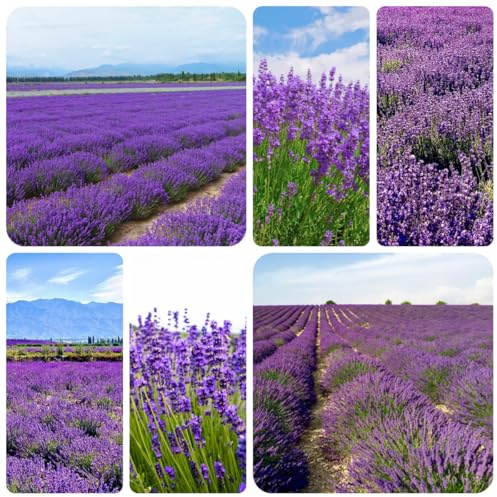 semillas de lavanda organicas, resistentes, balcón primaverales Cama elevada para jardín, 1000pcs