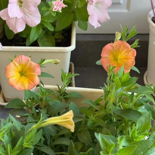 semi di petunia, petunie pendenti Decorazioni autunnali per un giardino resistente petunie d'appartamento rare ornamentali per luoghi soleggiati di semi 300semi