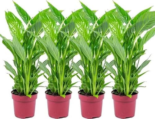 Lirio de la Paz o Espatifilo Set de 4 Plantas de Interior Naturales