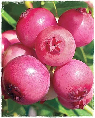 Plante de myrtille rose Vaccinium Corymbosum 'Pink Lemonade' en pot Ø 14 cm H 50 cm