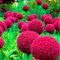 Bulbi di Allium, Tuberi, Piante Resistenti, Fiori Ornamentali, Allium, Bulbi di Fiori Perenni, Bulbi di Allium Ornamentali, Perenne Resistente-8 bulbi-E
