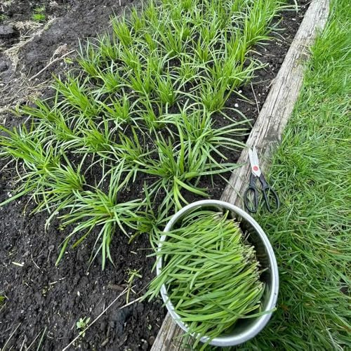 semi di cipollina resistenti cucina con orto di cipollina perenni, resistenti 300pcs