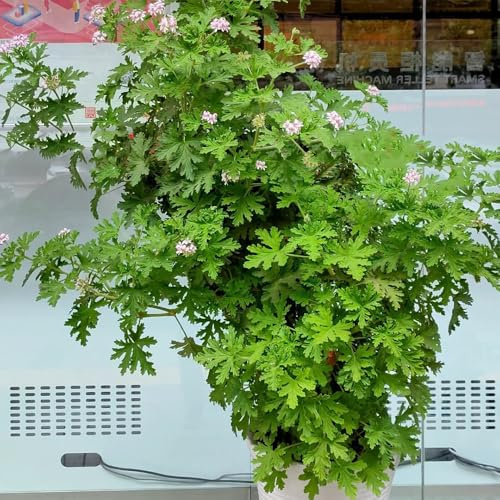 Semi di geranio limone, semi di geranio profumato, per giardino di Pelargonium graveolens - selvatiche 20pcs
