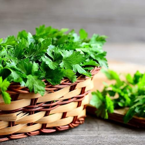 Semillas de Perejil Liso de Fácil Germinación Planta de Uso Culinario