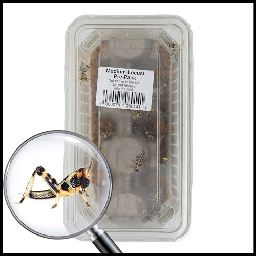 Livefoods4u Medium Locust Live Food (12-20mm) Tub of 15 - Perfect for Reptiles and Lizards - Sustainably bred