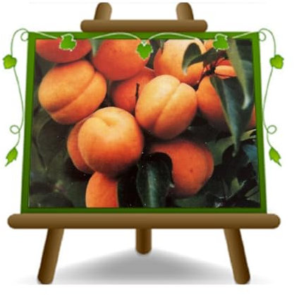 EURO PLANTS VIVAI Albicocco Bella Venosta Pianta da Frutto in Vaso 22-24 cm, Altezza 180-200 cm, Età 4 Anni