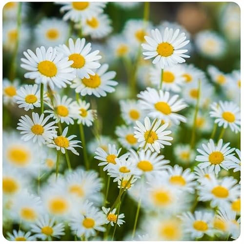 Wiesen-Margeritensamen 2g - Weiße Wiesenmargerite als Blumenwiese - Bienenfreundliche Blume - Blumensaatgut für Wiese - Made in EU