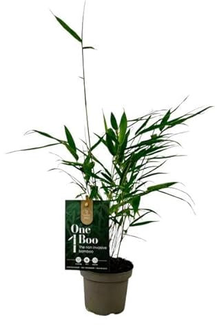 Fargesia Robusta Pingwu Bambus, ca. 30 cm – Winterhart, Immergrün, Ideal als Sichtschutz für Garten & Terrasse