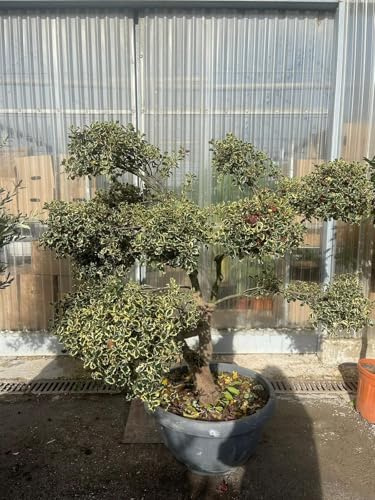 PIANTA DI AGRIFOGLIO ILEX VARIEGATO PON PON IN CIOTOLA (foto reali) H. 150/160