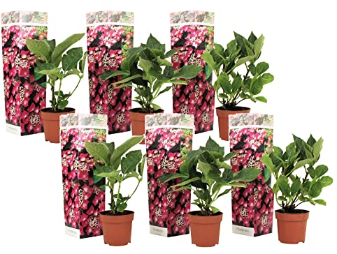 Plant in a Box - Hydrangea macrophylla teller 'Red Bull' - Set de 6 - Hortensia -Fleurs rose - Pot 9cm - Hauteur 25-40cm