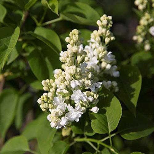 Syringa Vulgaris 'Mme Lemoine'- Lilas commun 'Mme Lemoine' 40-60 cm en conteneur