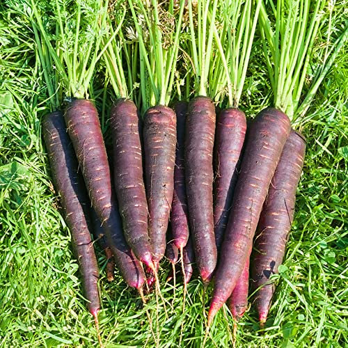 Karotten Samen Alte Sorten WintergemüSe MöHren Samen GemüSe Garten Balkonpflanzen Winterharte KüBelpflanzen GäRtner Geschenke Bodendecker Winterhart MehrjäHrig Pflanzensamen 200 MöHren Saatgut