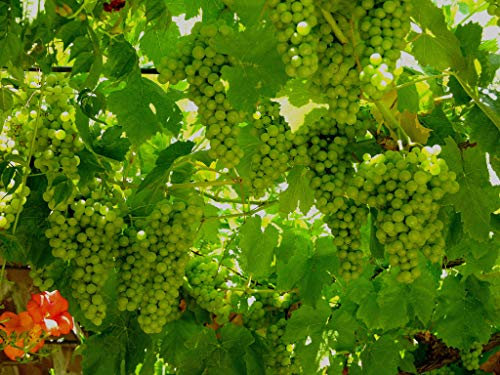 Clematite.net 102752