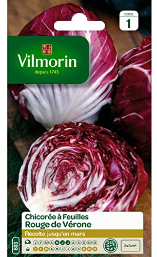 Sachet graines Chicorée à Feuilles Rouge de Vérone