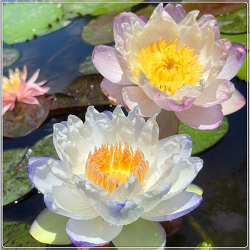 Nenúfares fáciles de cultivar: el loto es adecuado para la decoración del jardín del acuario-30bulbos-H