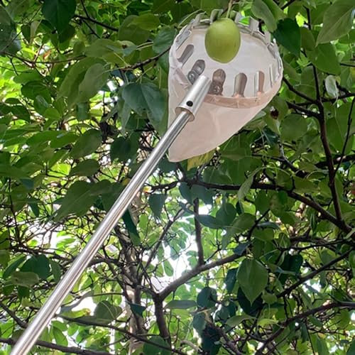 raccogli asparagi pinza frutta Asta Telescopica Per La Raccolta Delle Mele Con Cestino, Strumento Per La Raccolta Della Frutta Con Manico Lungo Pera, Mango, Pesca, Barrette Per La Raccolta Della Frutt