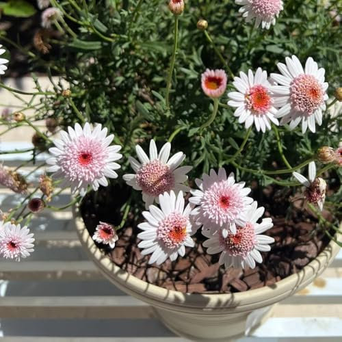 margeriten samen mehrjährig winterhart - garten blumen, pflanzen für balkon margeritensamen blumensamen kaufen, blumen winterhart steingarten pflanzen, wildblumenwiese mehrjährig 1000pcs