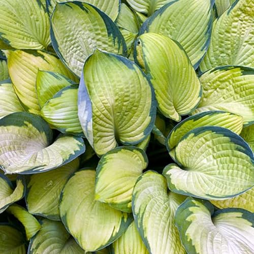 6 x Hosta 'Gold Standard' - Godet 9x9cm - Feuillage panaché jaune et vert, floraison estivale, massifs ombragés