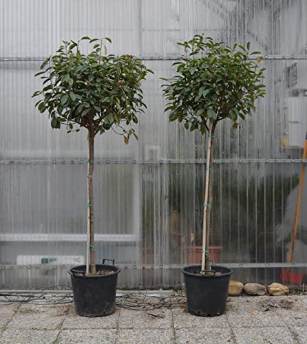 Fotinia Photinia x fraseri Red Robin pianta ad alberello in vaso ø40 cm h. 170/180 cm FOTO REALI Vivaio di Castelletto