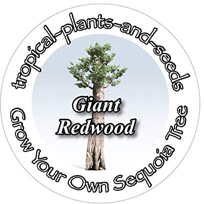 Grow Your Own Albero più Grande del Mondo Kit - Redwood Gigante - Sequoia Bonsai