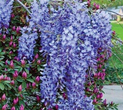 1 Live Plant Blue Moon Wisteria Vine Plant 6-10 Beautiful Garden Plant #TND422