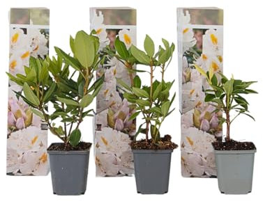 Plant in a Box - Rhododendrons Cunningham White - Rhododendron blanc - Set of 3 - Pot 9cm - Hauteur 25-40cm