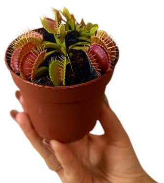 Garden Center Shop | Dionaea muscipula M9 tamaño: L | Planta Carnívora Atrapa Moscas | Ideal Control Natural de Insectos | Maceta 12 cm | INCLUYE GUIA DE CUIDADOS
