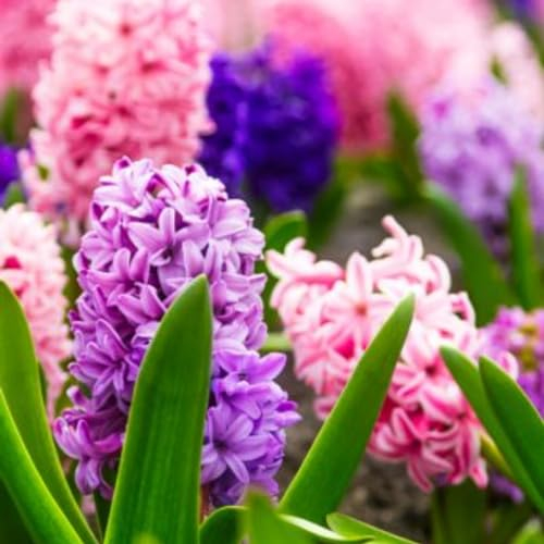 Hyazinthenzwiebel-Winterhart MehrjäHrig,HyazinthenblüTen,Hyazinthen Zwiebeln,Traubenhyazinthen,Hyazinthen Rhizome,Schnittblumen-6zwiebeln-c