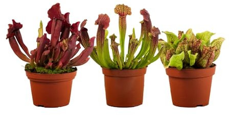 Perfect Plants - Carnivorous Plant 3 Plant Collection 3 Sarracenia Pitcher Plants. Fly Catching Plants