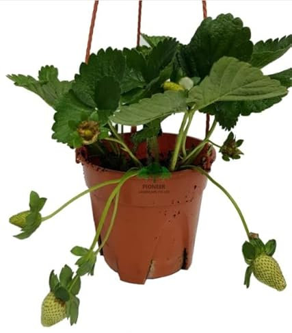 Fresa Natural Planta Tapizante Perfecta para el Jardín fructífero