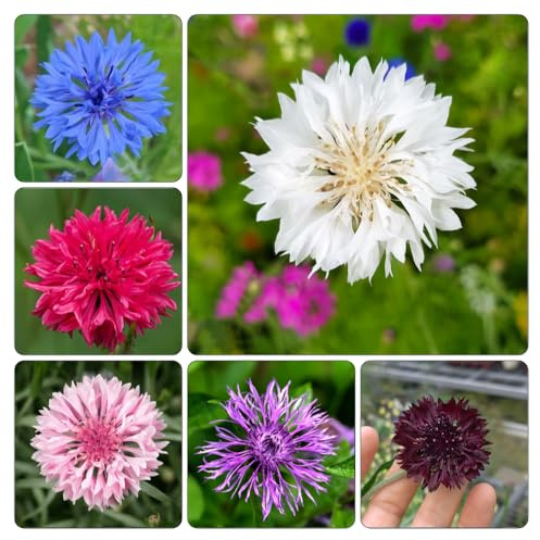 semi di fiordaliso, d'appartamento esotiche serra interna giardino sul balcone all'aperto, esotiche varietà antiche biologiche 1000pcs