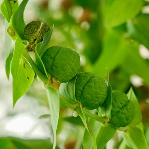 20 Pcs Kapernstrauch Pflanze Kaufen Samen - Kräuter Saatgut, Balkon Kräutergarten Kapernstrauch Samen, Wintergemüse Samen, Kräuterpflanzen Seltene Pflanzen, Gemüse Samen Kräuter Samen