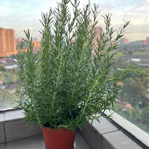 semi di rosmarino - prodotti sostenibili di medicinali per giardino balcone con aiuola da giardino roccioso resistenti 800pcs