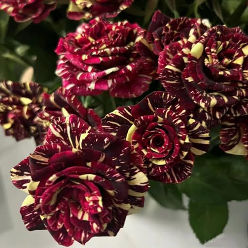 rosa jardín balcón rosales trepadores 10bulbos
