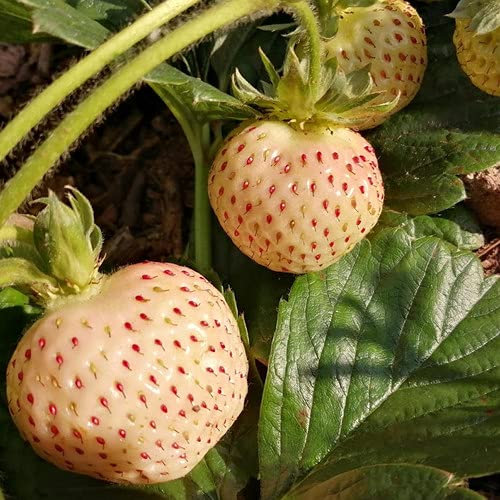 Plant World Seeds - Strawberry Pineberry Seeds (Berry Seeds)