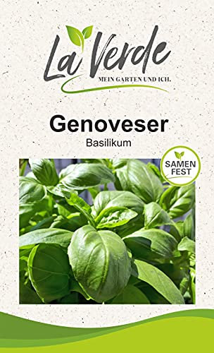 Basilikum Genoveser Kräutersamen