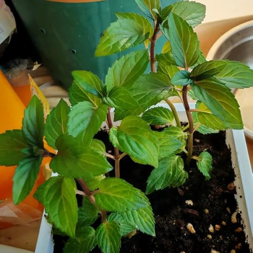 semi di menta piperita biologici - esotiche da balcone resistenti alla serra di vecchie varietà tappezzante 100pcs