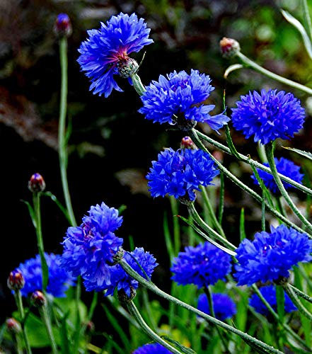 3G (~ 100 Seeds): 200/1200 Semi Fiordaliso Fiordaliso lungo blu/Centaurea cyanus:Seeds