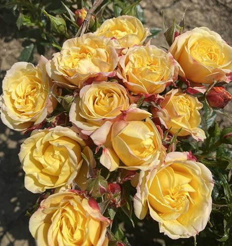 ‘Elle’ Pale Pink/Pale Orange Hybrid Tea Rose - 4L Potted – Lovely Gift Idea