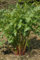 80 graines de CELERI PERPETUEL (Levi sticum Officinale) Liv èche H814 LOVAGE SEEDS