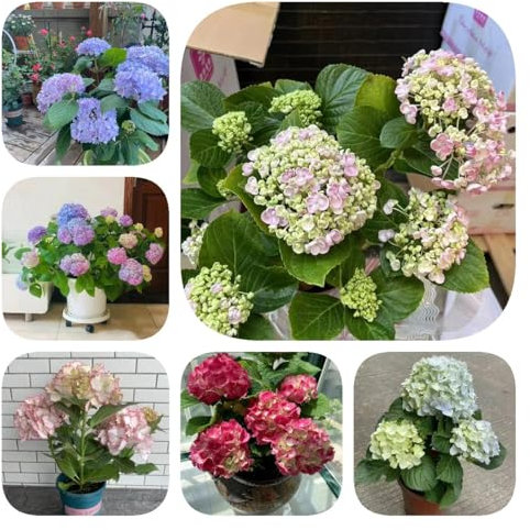 100 Pcs Hortensien Pflanzen Winterhart Samen - Hortensie - Wildblumensamen, Hochbeet Samen,Hydrangea Macrophylla, Topfpflanzen Draußen Winterhart, Frühlingsblumen Blumensamen Gastgeschenk,