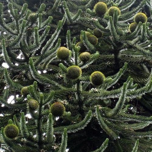 Désespoir des singes - Godet 20-25 cm