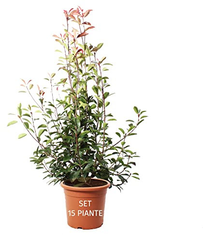 Kentis - Set di Photinia × Fraseri Red Robin - Piante da Siepe da Esterni Sempreverdi - H 150-175 cm Vaso Ø 30 cm
