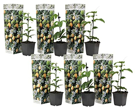 Plant in a Box - Passiflora edulis 'Frederick' - Passionsfrucht - Kletterpflanzen - 6er Mix Passionsblume Winterhart - Topf 9cm - Höhe 25-40cm