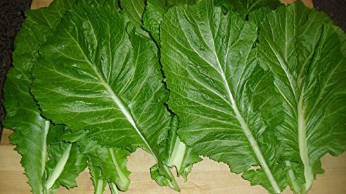 Plentree Senape * Florida latifoglie * Alto contenuto di vitamina * 200 * Seeds Tender costola