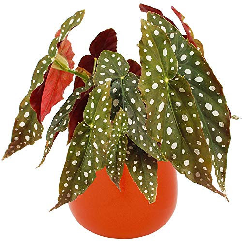 Begonia Maculata | Indoor Potted Plant for Home or Office | (20-30cm Incl. Pot)